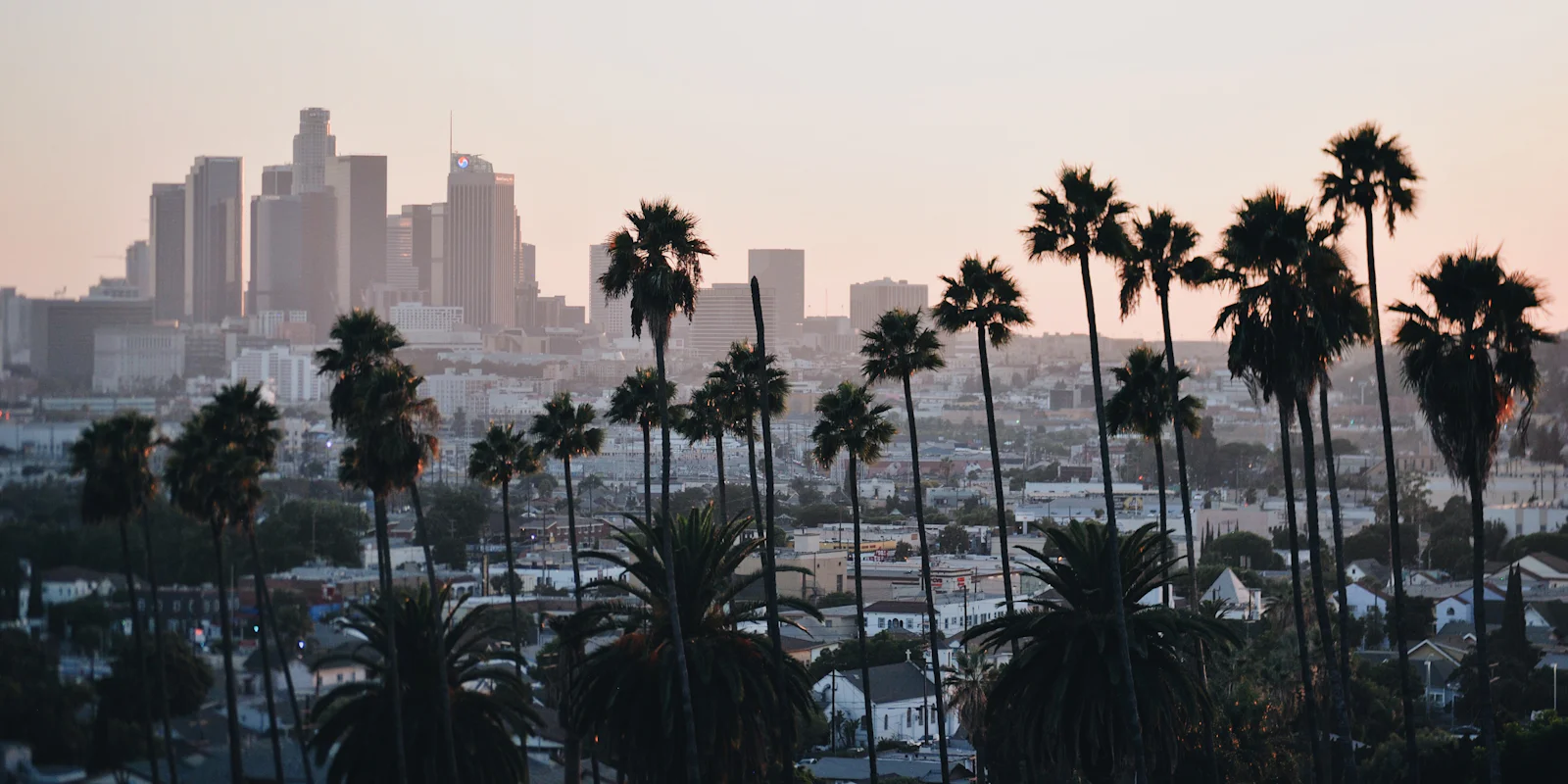 The downtown Los Angeles skyline behind a line of palm trees