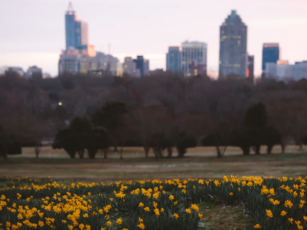 A field of yellow flowers with the Raleigh skyline in the distance