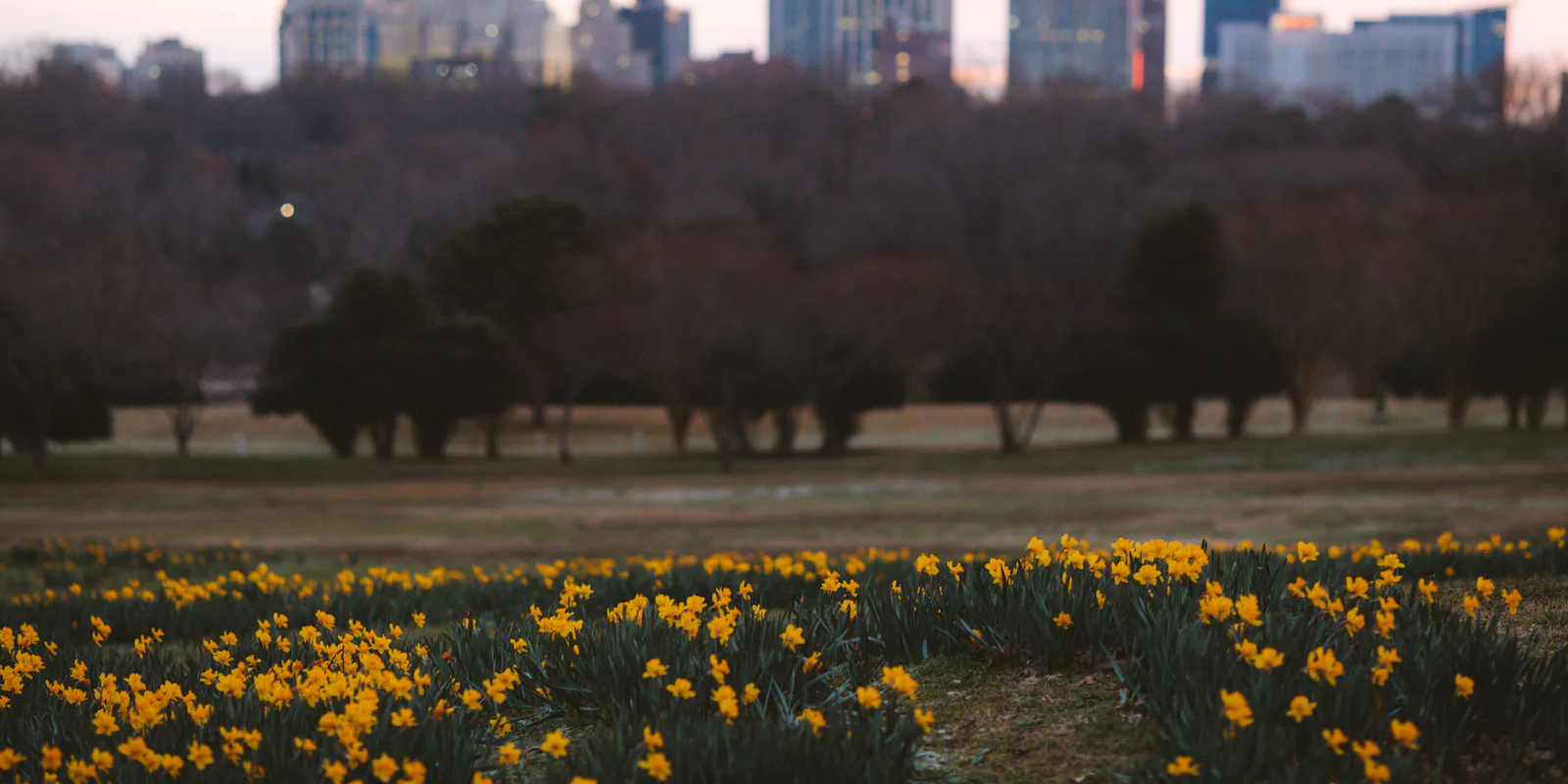 A field of yellow flowers with the Raleigh skyline in the distance